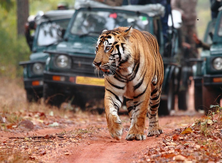 Best Holiday Packages in India: Discover the best holiday packages from Delhi, tailored for every traveler. Enjoy unique experiences across India with Progressive Tours.